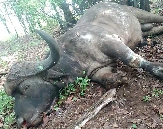 Chiredzi Killer Buffalo Put Down