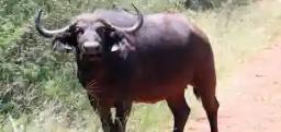 Drunk Buffaloes Expose Hidden Illicit Beer