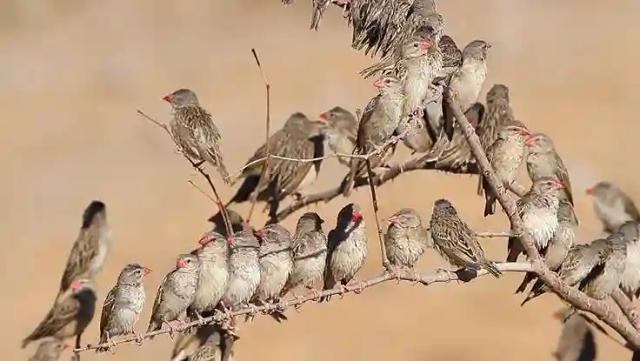 Govt Buys Fake Quelea Birds Pesticides