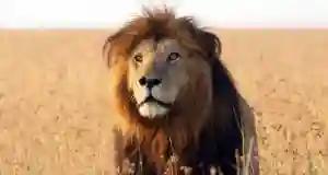 National Railways Of Zimbabwe Employee Killed By Lions While On Duty