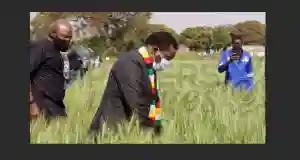 Wheat Harvesting Starts In Zimbabwe