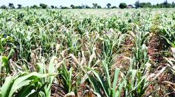Maize Crop A Total Write-off - Farmers