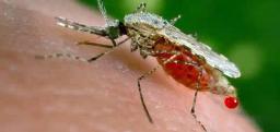 1 841 Malaria Cases, 7 Deaths Recorded In One Week