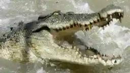 12-year-old Boy Narrates How He Escaped From A Crocodile