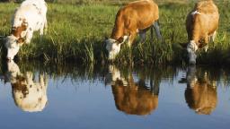 23 Cattle Die On Spot After Drinking Water Near A Gold Ore Leaching Plant