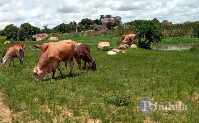 AMA Urges Farmers To Pay Livestock Development Levy