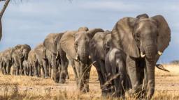 American Tourist Killed By Elephant During Safari Drive