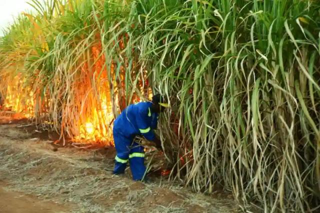 Chiredzi West MP Calls For Sugarcane To Be Designated As "Strategic Crop"