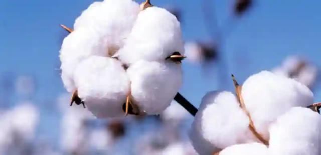 Cotton Marketing Season Set For June