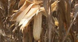 Current Price Of Maize Unsustainable For Farmers - MP