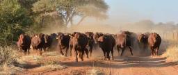 Dexter Nduna Donates 65 Cattle To Mnangagwa During A Pre-Election Rally