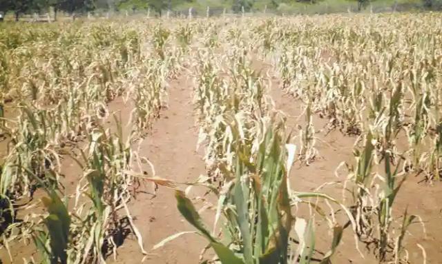 Drought-prone Matabeleland South Faces Hunger