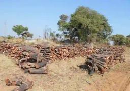 Duo Fined 12 Cattle For Excessive Deforestation