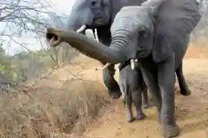 Elephant Kills Pregnant Woman In Muzarabani