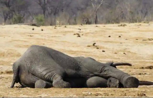 Five Elephants Found Dead In Sinamatela, Hwange - ZIMPARKS