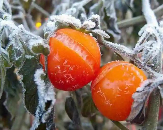 Frost Destroys Irrigated Crops In Beitbridge