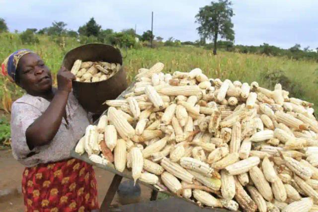 GMB Pledges To Pay Maize Farmers Within 21 Days