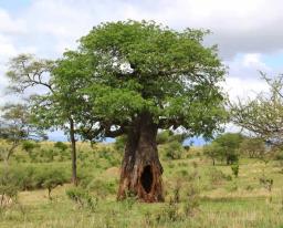 Gokwe Woman Dumps Newborn In Baobab Trunk Cavity