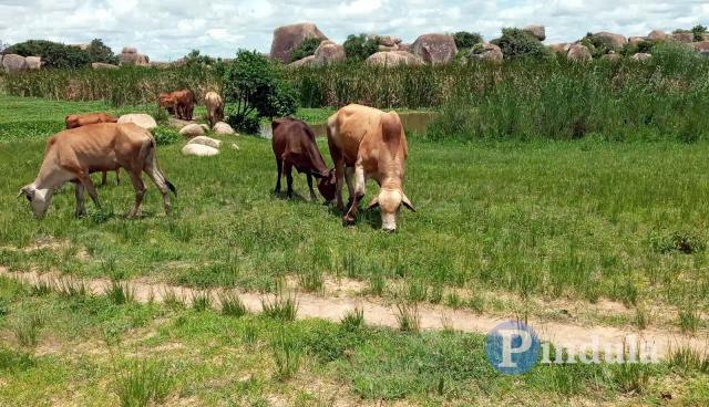 Government Bans Village-based Cattle Sales