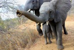 Haulage Truck Driver Attacked By Elephant While Relieving Himself In The Bush