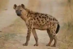 Hyenas Cause Havoc In Mberengwa