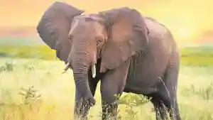 Kariba Woman Survives Elephant Attack