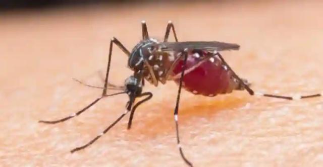 Malaria Cases Fall, Mortality Remains High