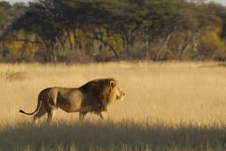 Man (32) Arrested Trying To Sell Five Lion Heads