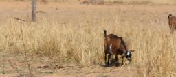 Man Fined Two Goats For Witchcraft Accusation