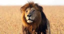 Roaming Lions Strike Fear In Plumtree