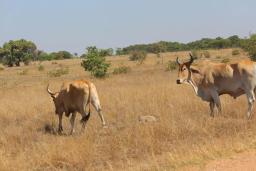 Rusape Man Fined Five Cattle For Bedding His Daughter-in-law