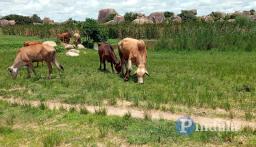 Stock Theft: Police Officer Abandons Car At Roadblock And Flees