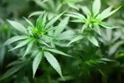 Two Cops Flee Marijuana Farming Traditional Healer