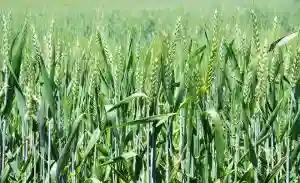 ZESA To Prioritise Winter Wheat Farmers