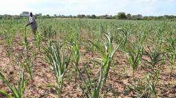 Zimbabwe Remains Food Self-Sufficient Despite Drought - Ziyambi