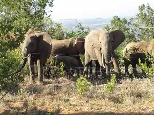 Zimbabwean Man Trampled While Taking A Selfie With Elephants