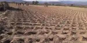 Zimbabwe's Pfumvudza Agric Programme Criticised