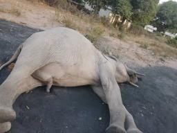 Zimparks Eliminate Problem Elephant In Hwange