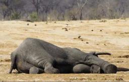 ZIMPARKS Says Over 100 Elephants Have Died Due To Drought